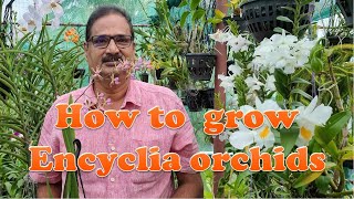 HOW TO GROW ENCYCLIA ORCHIDS [upl. by Daffodil295]