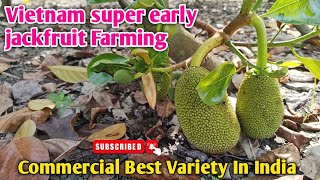 Vietnam super early jackfruit farming in india full information 2024 [upl. by Glynis768]