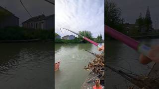 fishing carpfishing carp fish commoncarp fishingtips carping bassfishing bigcarp bait [upl. by Khai]