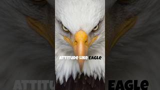 Attitude Like Eagle 🦅 attitude strong fast fearless shortsviral sigmarule sigmarules [upl. by Archle]