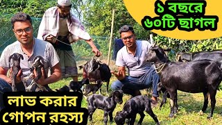 ৬০টি ছাগল ১বছরে।দেশি ব্লাক বেঙ্গল ছাগলের খামার।।ছাগল পালনের সফলতার গুরুত্বপূর্ণ বিষয়। goat farming [upl. by Ridglee]