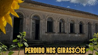 CASARÃO CENTENÁRIO ESCONDIDO NO MEIO DE GIRASSÓIS [upl. by Chyou]