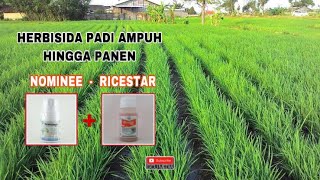 Aplikasi Herbisida Nomine campur Ricestar [upl. by Inele]