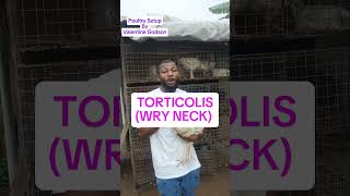 TORTICOLIS WRY NECK AND TREATMENT PoultrySetup [upl. by Ahsiekam]