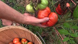 Last Heirloom Tomato Harvest For the Year  MIgardener [upl. by Bratton195]