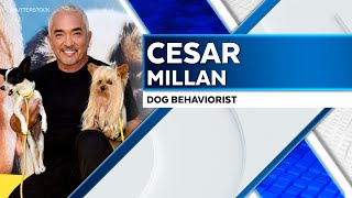 Cesar Millan On His New HighTech Dog Collar [upl. by Lennej19]