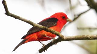 Scarlet Tanager—Flame of Spring [upl. by Duston757]