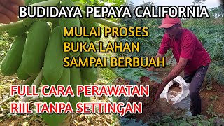 UPDATE PERKEMBANGAN TERBARU PEPAYA CALIFORNIA DI KEBUN INDES  UMUR 4 BULAN 4 HARI [upl. by Anabella]