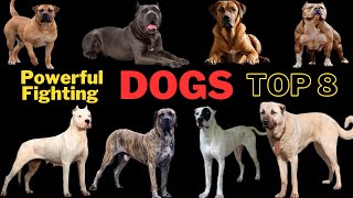 The 8 Most Powerful Fighting Dogs in the World how terrifying an attack from a fierce dog can be [upl. by Chiarra]