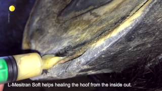 Hoof Abcess treated with a LMesitran Soft Syringe [upl. by Fabio]