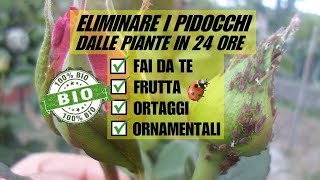 ELIMINARE GLI AFIDI DALLE PIANTE IN 24 ORE CON UN PRODOTTO BIOLOGICO [upl. by Emya]