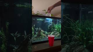 Adding Neon Tetras Pt2 aquarium plantedtank capcut aquascape [upl. by Noirda566]