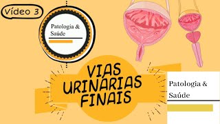 Histologia do Sistema Urinário Ureter Bexiga e Uretra [upl. by Kevon]