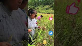 Rice Harvesting Process [upl. by Lindemann910]