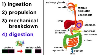 The Digestive System [upl. by Hiltan]