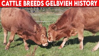 ⭕ Cattle Breeds GELBVIEH History ✅ Cattle Gelbvieh  Bulls [upl. by Darnell]