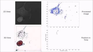 Cell migration analysis [upl. by Itnaihc]