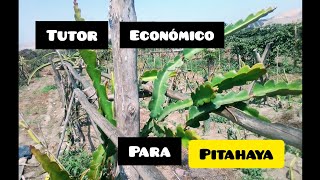 • TUTOR para PITAHAYA en nuestro terreno establecido  CONSEJOS en nuestro cultivo de pitahayas🛑 [upl. by Naltiak676]