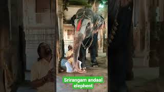 Srirangam andal elephant  elephant  பாகனுடன் கொஞ்சி விளையாடும் ஸ்ரீரங்கம் யானை [upl. by Hallie303]