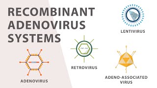 2 Cell Culture  Recombinant Adenovirus Expression System [upl. by Grier]