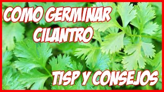 Como Germinar Semillas de Cilantro en Maceta 5 Dias  Tips y Consejos [upl. by Dennis]