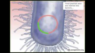 How the Human Genome was sequenced [upl. by Leighton335]