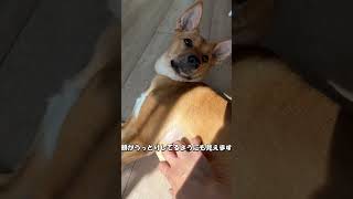 【元保護犬らんまるとなな】朝日を浴びながらななのお腹をかいてみる shorts dog 元 かわいい 可愛いわんこ かわいい犬犬 子犬 雑種犬飼ってると毎日楽しい 雑種犬 [upl. by Droc151]