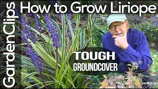 How to Grow Liriope Muscari  Lily Turf  Monkey Grass  A tough ground cover for difficult spots [upl. by Adniral211]