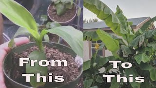 Musa Basjoo Hardy Banana Plant From 5 Inches to 10 Feet in 6 Months [upl. by Uyerta]