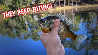 CATCH PANFISH With This SIMPLE Technique [upl. by Christianson640]