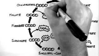 Cellular Respiration 3  TCA Cycle Krebs Cycle [upl. by Nyliret849]