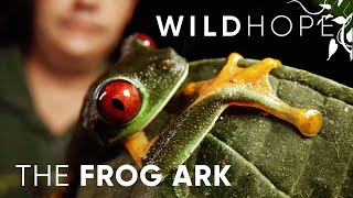 Frogs Are Going Extinct – Heres How We Can Save Them  WILD HOPE [upl. by Fronniah]