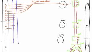 Autonomic Nerves of the Abdomen [upl. by Rimisac]