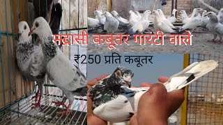 न्यू स्टॉक ₹250 प्रति कबूतर 9540 2830 95 लोनी गाजियाबाद कस्बा चौकी के सामने दुकान है [upl. by Anitsrhc]