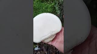 Birch Polypore fungus forage nature wildmushrooms [upl. by Sulohcin]