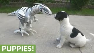 Fearless litter of puppies take on scary robot [upl. by Chapen]