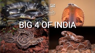 The most deadly snakes of India venomous Big 4  cobra Russells viper krait Sawscaled viper [upl. by Eeloj]