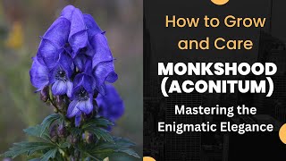 Mastering the Enigmatic Elegance How to Grow and Care for Monkshood Aconitum [upl. by Nuawtna]