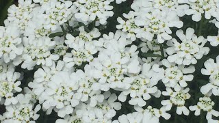 Candytuft Iberis Sempervirens  Prune After Spring Bloom  May 18 Will They Rebloom [upl. by Attenol15]