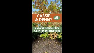 Cassie amp Denny Episode 9 Phytophthora root rot [upl. by Skutchan]