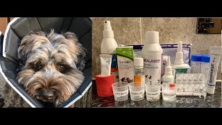 Watson the Labradoodle  Health Update  Allergies Colitis Joints  ApoquelRAWCytopointSteroids [upl. by Dieball]