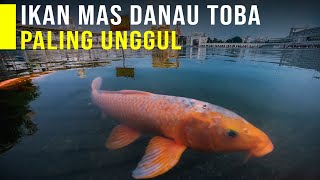 Budidaya Ikan Mas Di Keramba Jaring Apung Panen Cepat dan Ikan Besar [upl. by Kabab]