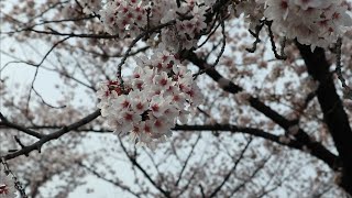 My first Sakura experience🌸  Japan Vlog [upl. by Niwled311]