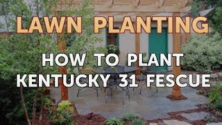 How to Plant Kentucky 31 Fescue [upl. by Cavallaro]