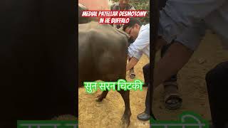 Medial patellar Desmotomy l MPD l Dr Umar Khan [upl. by Hutt]