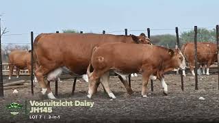 Lot 7 JH145 Simmentaler 3 in 1 [upl. by Chaddie623]