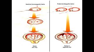 Prenatal amp early development Chapter 2 [upl. by Chip97]