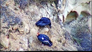 Huttons BowlCondor Dad brings food 1700 20180924 [upl. by Aretse]