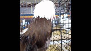 ZwergHolländer Haubenhuhn Weißhaube chocolate Kleintierausstellung Etziken [upl. by Rufena122]