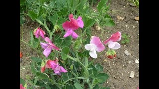 Cómo germinar semillas de Lathyrus odoratus  Arvejilla de jardin  Guisante de olor  Clarines [upl. by Eyk]